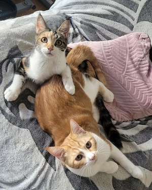 Maine Coon BKH mix Kitten