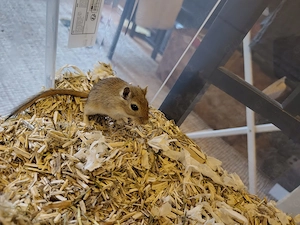 2 junge Rennmaus-Mädchen suchen gemeinsam ein Zuhause