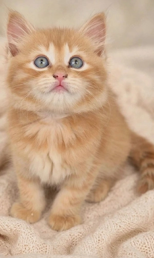 Himalaya Kitten mit blauen Augen - 3 Monate alt - Abgabebereit*