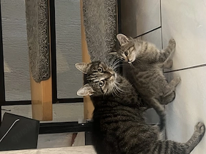 Noch 1 Katzen Baby abzugeben Junge getieger 
