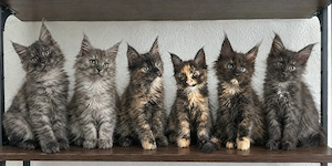 Maine Coon Kitten
