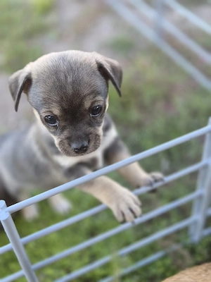 chihuahua jack russel mix 