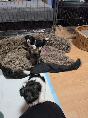 Biewer Pekinese mix Welpen