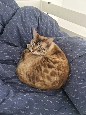 Bengal Kater sucht neues Zuhause