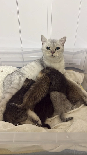 British Kurzhaar Katzen