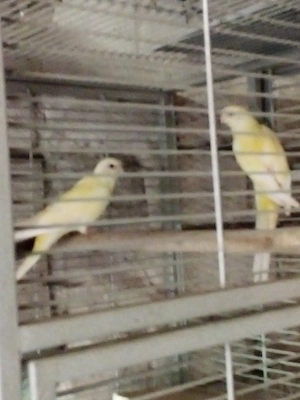 Singsittichpaar