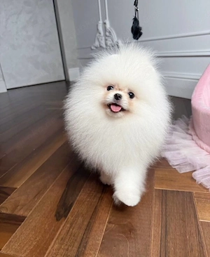 Pomeranian-Hündin, schneeweiß, 6 Monate alt.