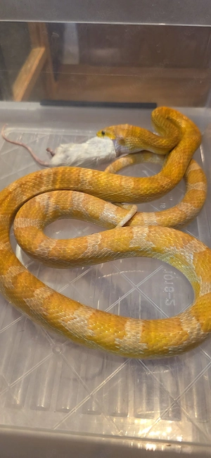 0.1 Ultramel het Palmetto