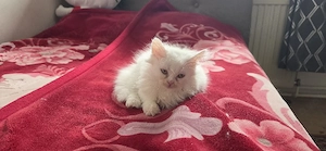 Süßes weißes Katzenmädchen zu verkaufen   