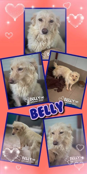 sanfte, zauberhafte, kleine, liebe, wunderschöne Hündin "Belly" sucht ein liebevolles Zuhause