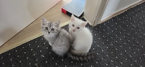 Süße weiße und graue Katzenkätzchen (Kater) zu verkaufen     