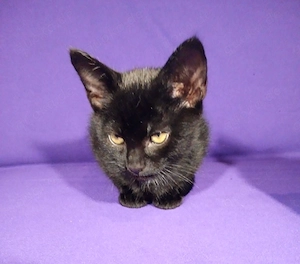 1 schwarzes männliches Kitten Katzenbaby Katzenkind Kätzchen ab sofort abzugeben