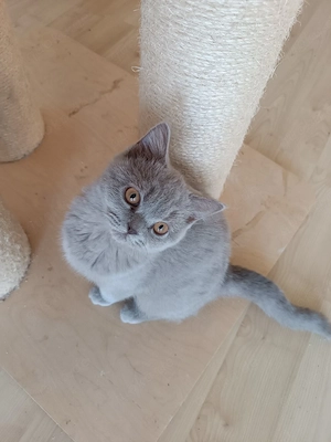 Reinrassige BKH Kitten mit Stammbaum Abgabebereit sofort 
