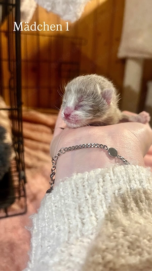  BKH Kitten mit Stammbaum