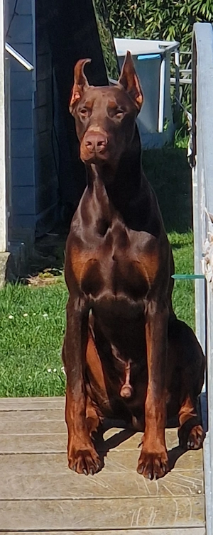 Dobermann Rüde
