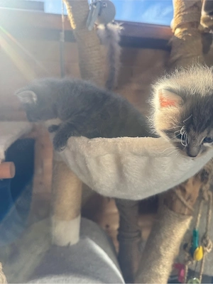 Babykatze 