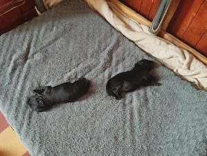 Hunde Welpen 