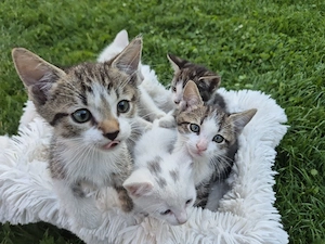 5 süße kleine Babykatzen   Katzenbabys   Kitten