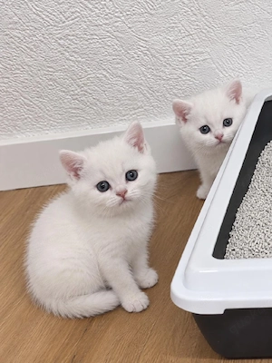 Britisch Kurzhaar Kitten   schneeweißer Junge
