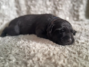  Labradormix-Welpen 