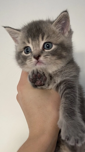 BKH-Kitten suchen ab 12.11.2026 ein liebevolles Zuhause 