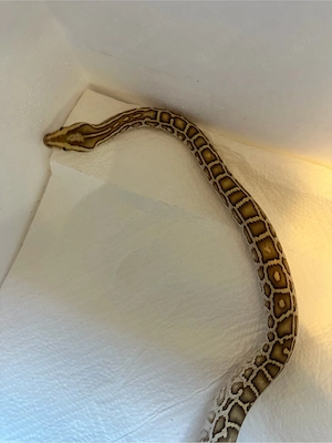 1.0 Hypo Tigerpython 