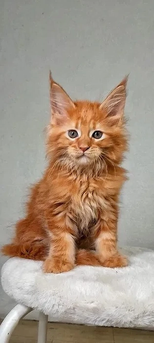 Maine-Coon-Kätzchen suchen liebevolle Familien