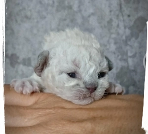 Devon Rex Kitten können mit 12 Wochen umziehen zu mitte Dezember umziehen 