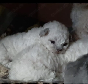 Devon Rex Kitten können mit 12 Wochen umziehen zu mitte Dezember umziehen 
