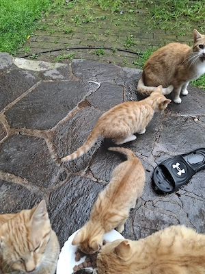 Hauskatzenbabys abzugeben 