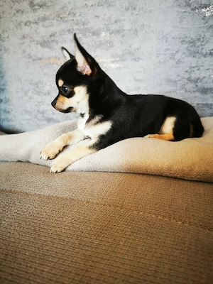 Chihuahua Hündin Black and tan 