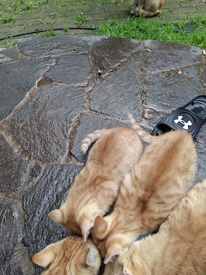 Hauskatzenbabys abzugeben 