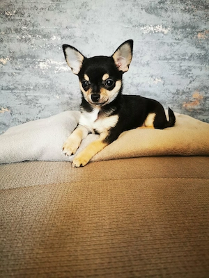 Chihuahua Hündin Black and Tan