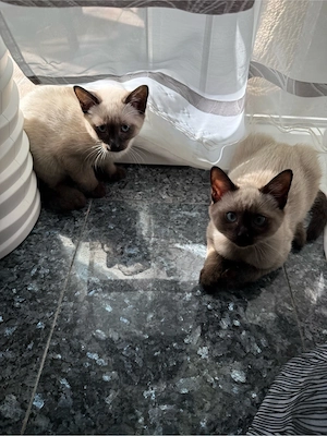 Siam kater jungs noch zwei stück da