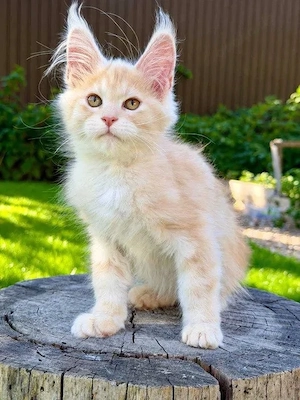 Unsere kleinen Maine Coons möchten ihre zukünftigen Besitzer kennenlernen