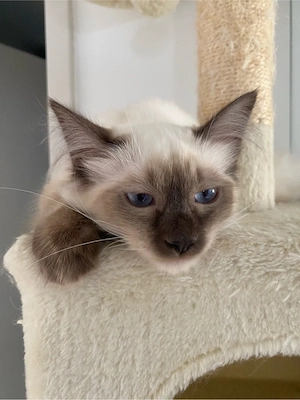 Hl. Birma Kitten