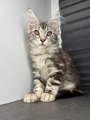 Einige wunderschöne Maine-Coon-Kätzchen suchen noch ihr Zuhause