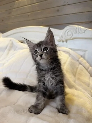 Kleine Maine Coons warten auf ihre neuen Familien