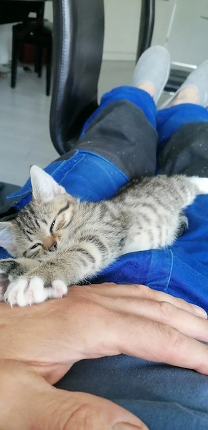 Katze, Kätzchen, Babykätzchen 