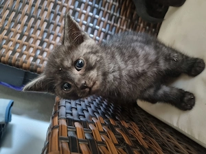 Süsse Kitten suchen neues Zuhause