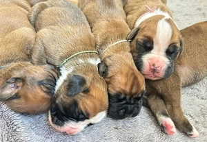 boxerwelpen 