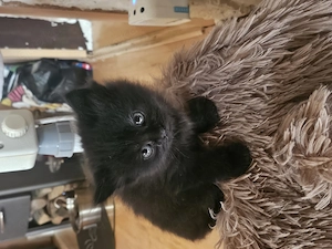 kuschelige kleine Maine Coon Kitten