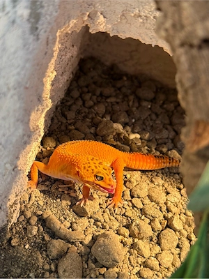Leopardgecko's (0.3)