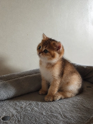 BKH Kitten, Baby Mädchen, weiblich