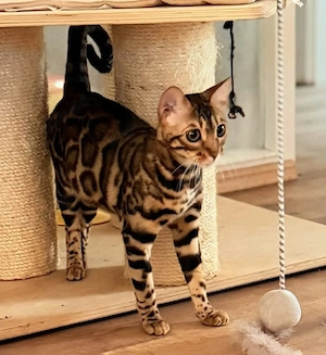 Reinrassige Bengal Katze mit schtmbaum 