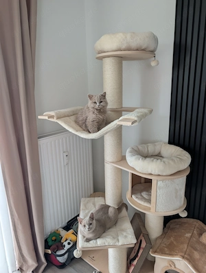 British Kurzhaar Kittens BHK mit Ahnentafel, geimpft