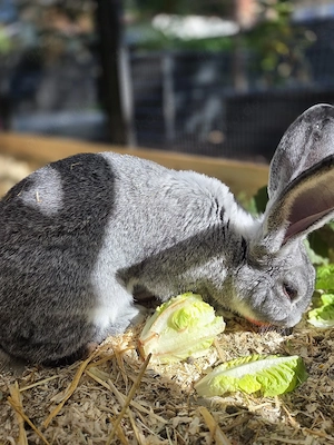 Deutscher Riese Chinchilla  6 Monate
