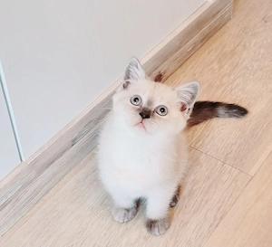 Britisch Baby Kitten