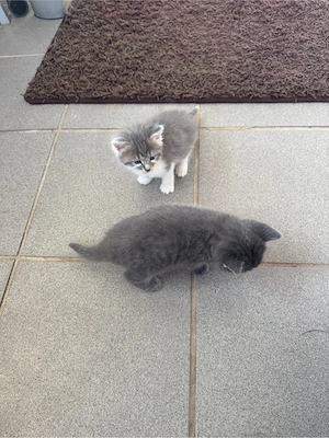 Babykatze 