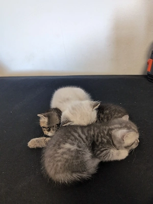 Bkh kitten 